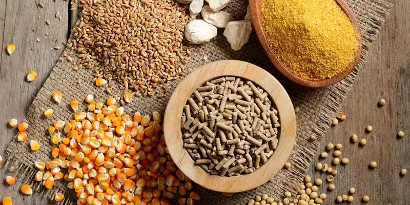 Cách nuôi gà đá nhanh lên ký dựa vào chế độ dinh dưỡng