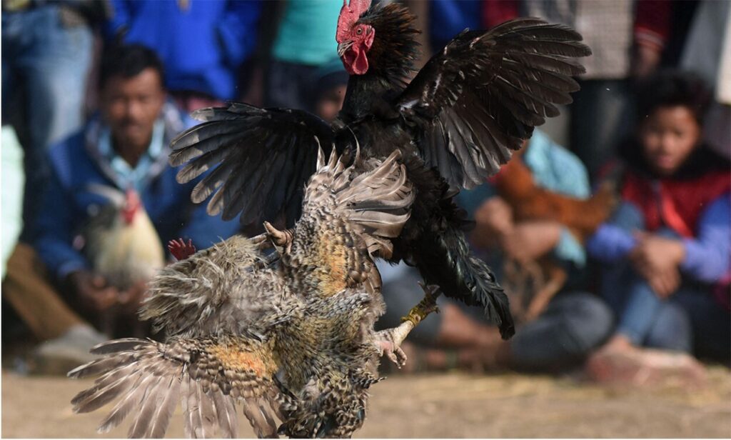 Giới thiệu về đá gà 88