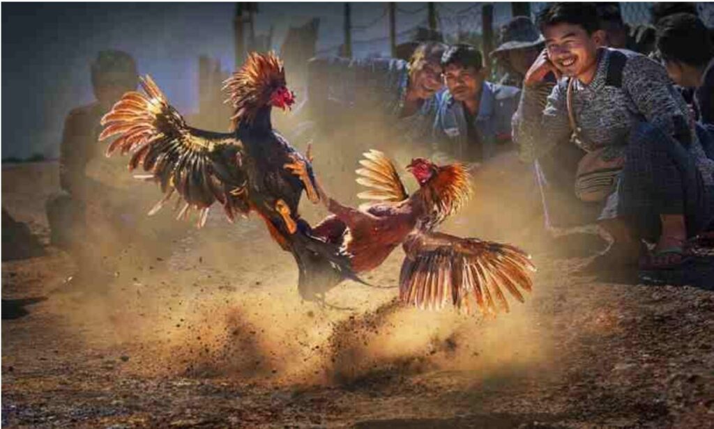 Một số ưu điểm vượt trội của sảnh cược đá gà 888