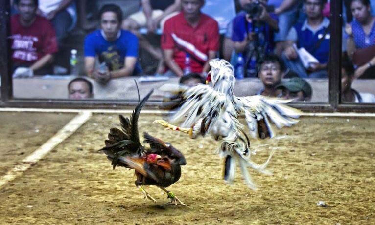 999Bet là sân đá gà online có thương hiệu uy tín lâu năm