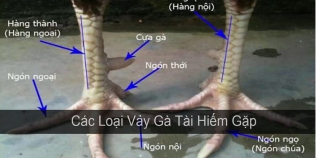 Các dạng vảy gà chọi độc quý hiếm nhất