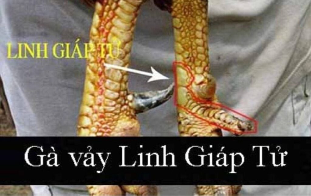 Mẫu vảy gà chọi độc linh giáp tử