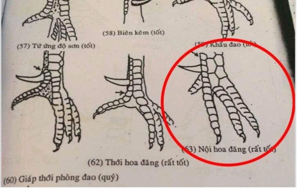 Mẫu gà vảy nội hoa đăng