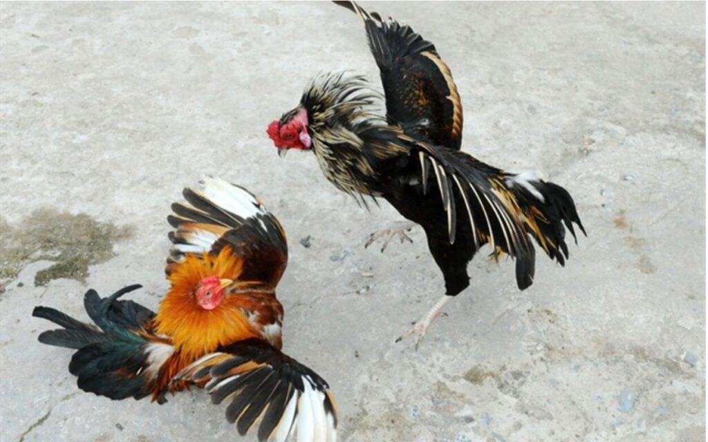 Cách chọn gà chọi đá hay sư kê nên biết